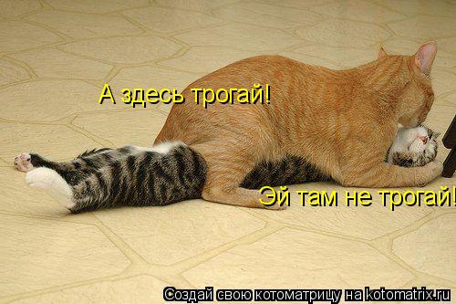 Котоматрица: Эй там не трогай!! А здесь трогай!