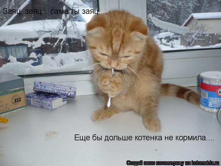 Котоматрица: Заяц, заяц... сама ты заяц.... Еще бы дольше котенка не кормила....