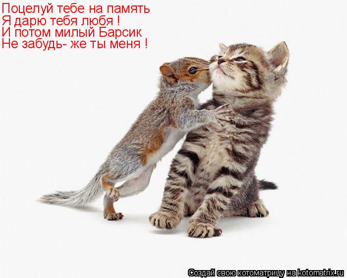 Котоматрица: Поцелуй тебе на память  Я дарю тебя любя ! И потом милый Барсик  Не забудь- же ты меня !