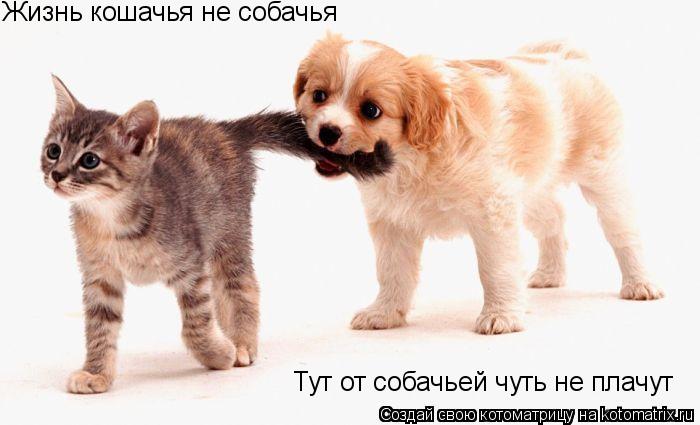 Котоматрица: Жизнь кошачья не собачья Тут от собачьей чуть не плачут