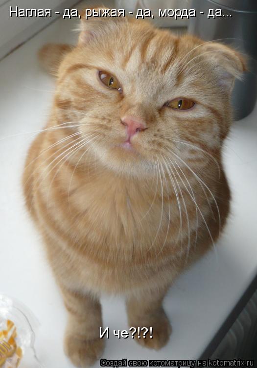 Котоматрица: Наглая - да, рыжая - да, морда - да...  И че?!?!