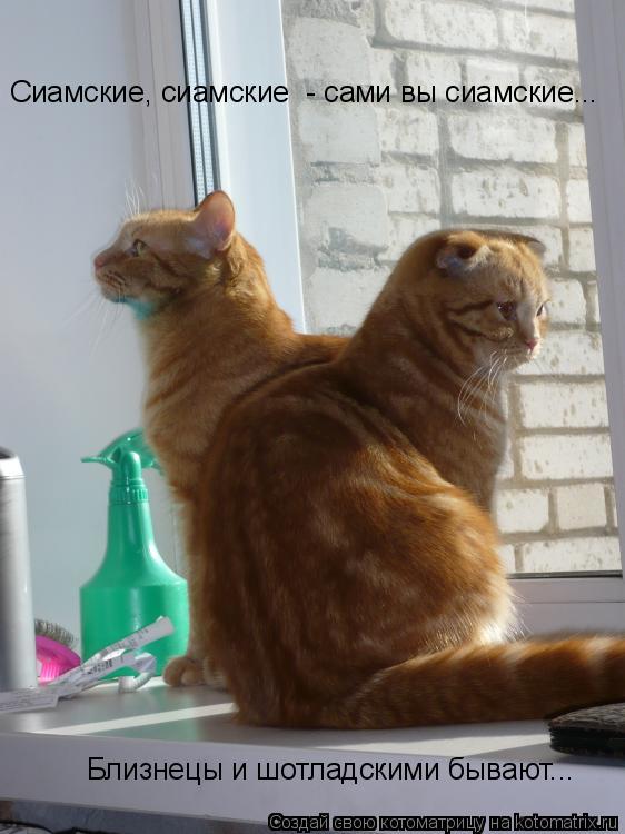 Котоматрица: Сиамские, сиамские  - сами вы сиамские... Близнецы и шотладскими бывают...