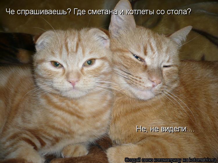 Котоматрица: Че спрашиваешь? Где сметана и котлеты со стола? Не, не видели....