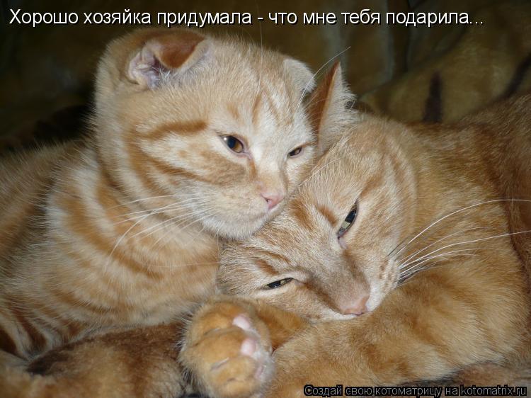 Котоматрица: Хорошо хозяйка придумала - что мне тебя подарила...