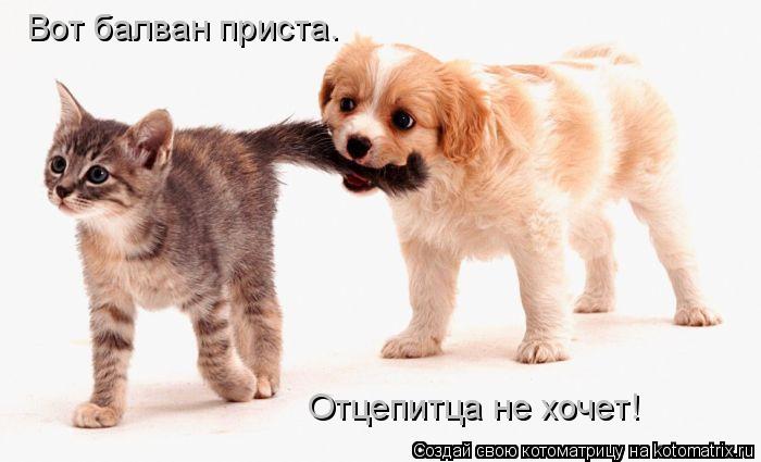 Котоматрица: Вот балван приста.  Отцепитца не хочет!