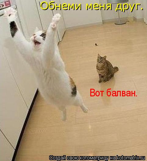 Котоматрица: Обнеми меня друг. Вот балван.
