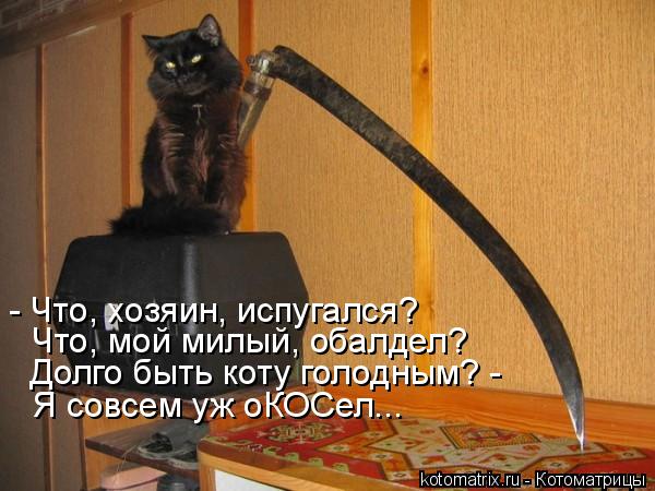 Котоматрица: - Что, хозяин, испугался? Что, мой милый, обалдел? Долго быть коту голодным? -  Я совсем уж оКОСел...
