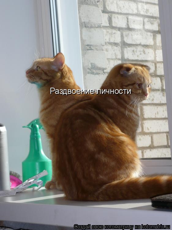 Котоматрица: Раздвоение личности