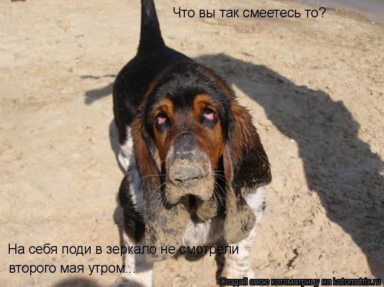 Котоматрица: Что вы так смеетесь то? На себя поди в зеркало не смотрели второго мая утром...