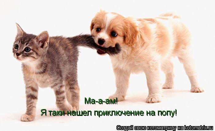 Котоматрица: Ма-а-ам! Я таки нашел приключение на попу!
