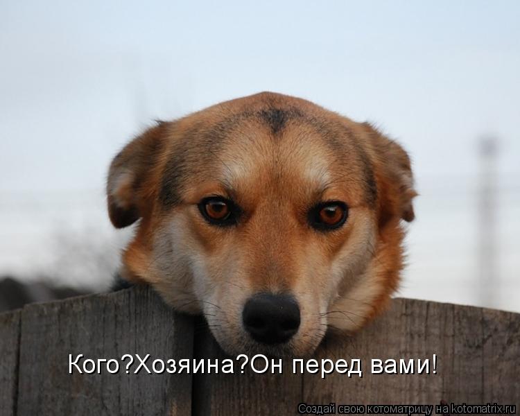 Котоматрица: Кого?Хозяина?Он перед вами!