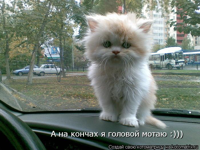 Котоматрица: А на кончах я головой мотаю :))) А на кончах я головой мотаю :)))
