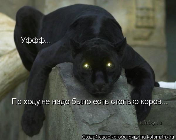 Котоматрица: Уффф... По ходу,не надо было есть столько коров...