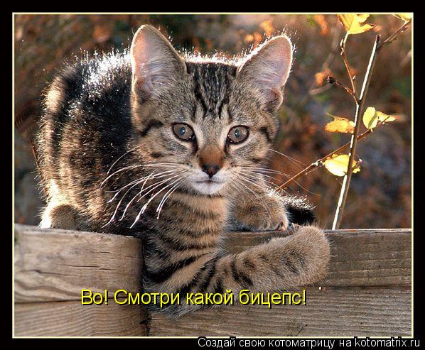 Котоматрица: Во! Смотри какой бицепс!