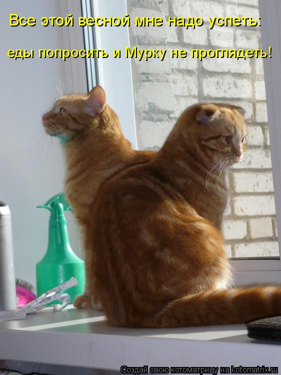 Котоматрица: Все этой весной мне надо успеть: еды попросить и Мурку не проглядеть!
