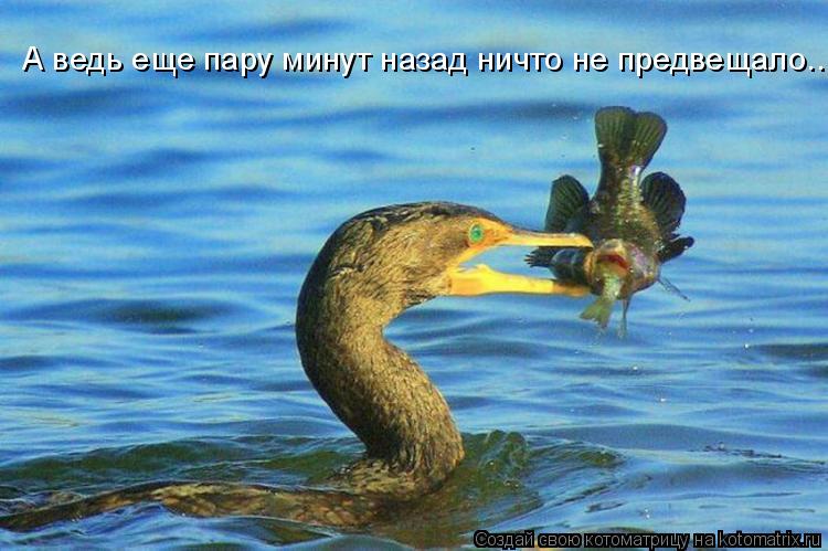 Котоматрица: А ведь еще пару минут назад ничто не предвещало...
