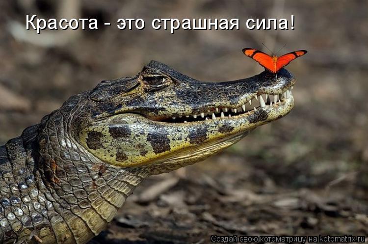 Котоматрица: Красота - это страшная сила!