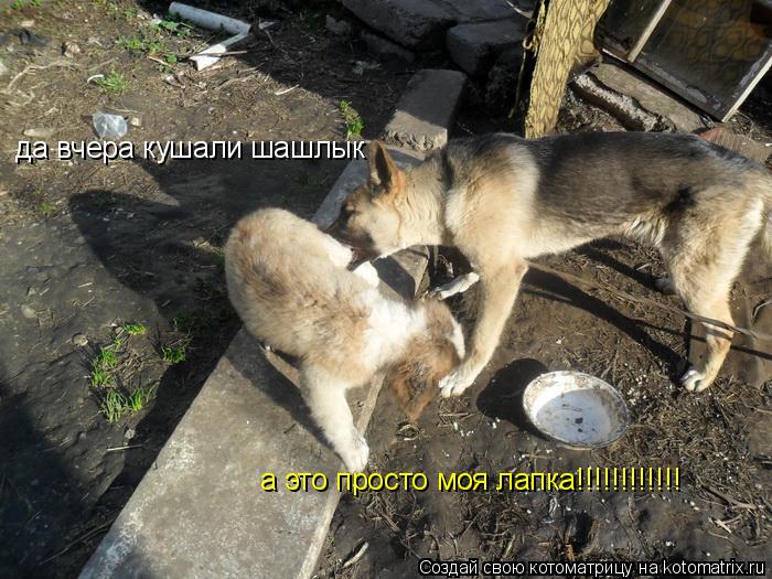 Котоматрица: да вчера кушали шашлык  а это просто моя лапка!!!!!!!!!!!!