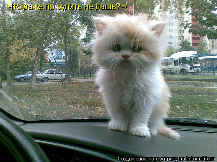 Котоматрица: Что даже по рулить не дашь?=(