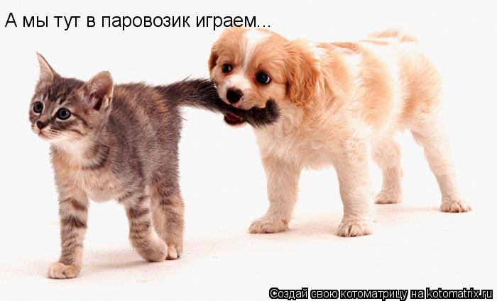 Котоматрица: А мы тут в паровозик играем...