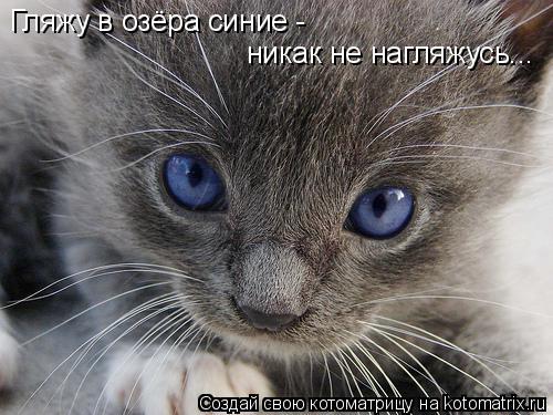 Котоматрица: Гляжу в озёра синие - никак не нагляжусь...