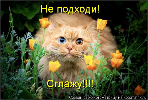 Котоматрица: Не подходи! Сглажу!!!!