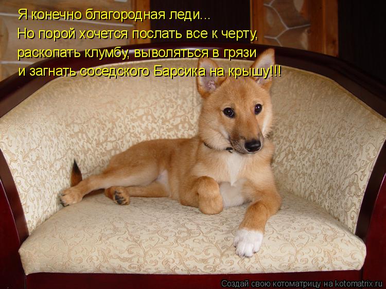 Котоматрица: Я конечно благородная леди... Но порой хочется послать все к черту, раскопать клумбу, выволяться в грязи и загнать соседского Барсика на кры