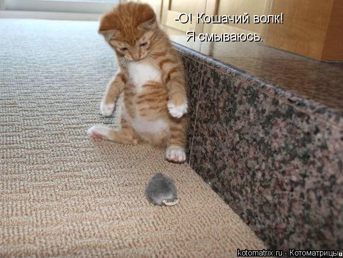 Котоматрица: -О! Кошачий волк! Я смываюсь.