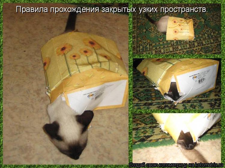 Котоматрица: Правила прохождения закрытых узких пространств.