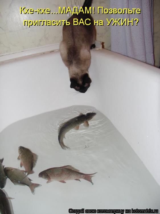 Котоматрица: Кхе-кхе...МАДАМ! Позвольте пригласить ВАС на УЖИН?