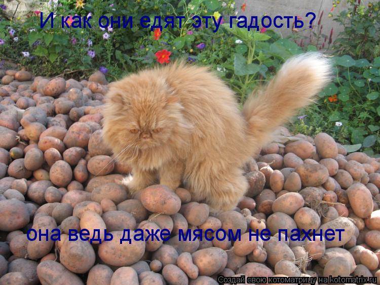 Котоматрица: И как они едят эту гадость? она ведь даже мясом не пахнет