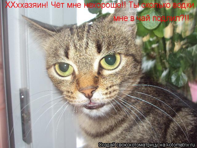 Котоматрица: ХХххазяин! Чёт мне нехорошо!! Ты сколько водки мне в чай подлил?!!  мне в чай подлил?!!