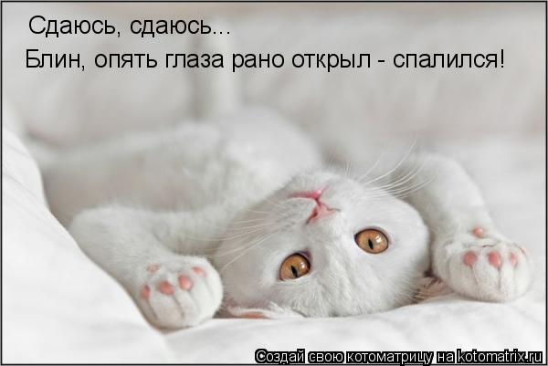 Котоматрица: Сдаюсь, сдаюсь...  Блин, опять глаза рано открыл - спалился!