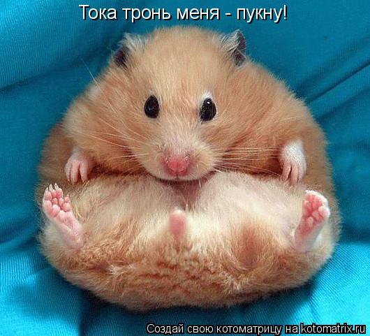 Котоматрица: Тока тронь меня - пукну!