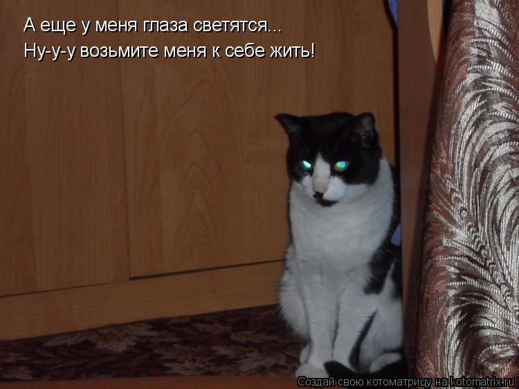 Котоматрица: А еще у меня глаза светятся... Ну-у-у возьмите меня к себе жить!