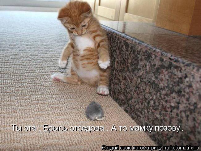 Котоматрица: Ты эта.. Брысь отседова.. А то мамку позову..