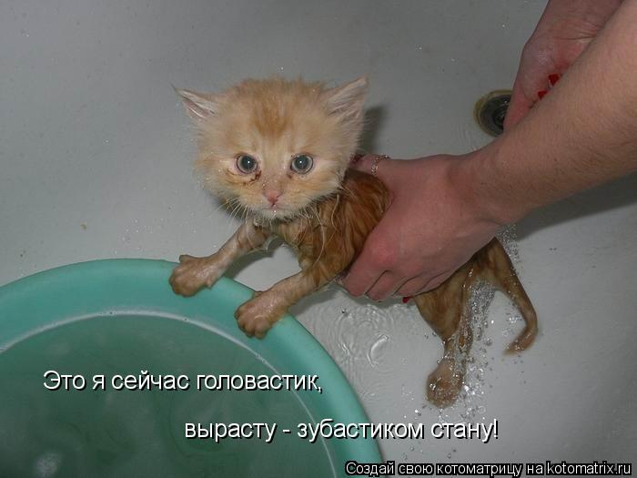 Котоматрица: Это я сейчас головастик, вырасту - зубастиком стану!