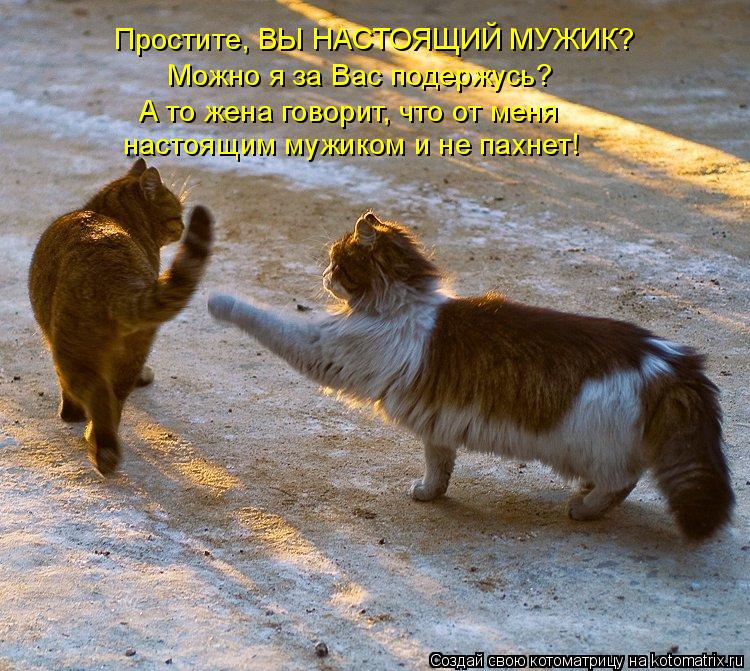 Простите, ВЫ НАСТОЯЩИЙ МУЖИК? Можно я за Вас подержусь? А то жена говорит, что от меня настоящим муж... Котоматрица: Простите, ВЫ НАСТОЯЩИЙ МУЖИК? Можно я за Вас подержусь? А то жена говорит, что от меня настоящим мужиком и не пахнет!