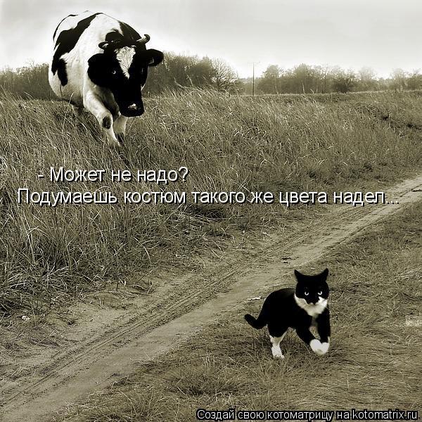 Котоматрица: - Может не надо? Подумаешь костюм такого же цвета надел...