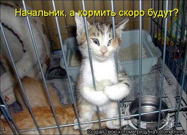 Котоматрица: Начальник, а кормить скоро будут?