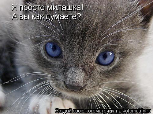 Котоматрица: Я просто милашка! А вы как думаете?