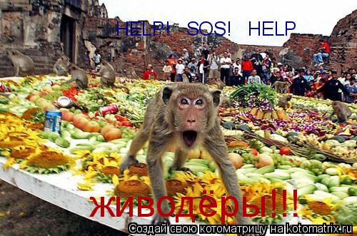 Котоматрица: HELP!   SOS!    HELP!   SOS!   HELP живодёры!!!