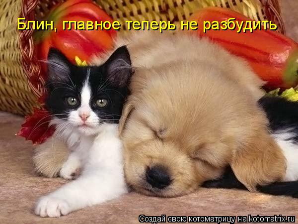 Котоматрица: Блин, главное теперь не разбудить