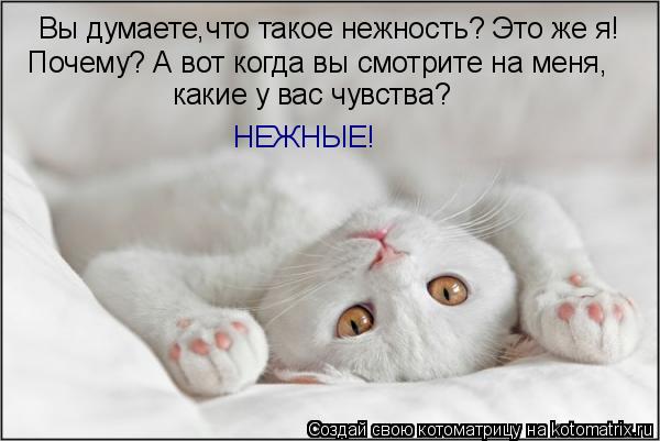 Котоматрица: Вы думаете,что такое нежность? Это же я! Почему? А вот когда вы смотрите на меня, какие у вас чувства? НЕЖНЫЕ!