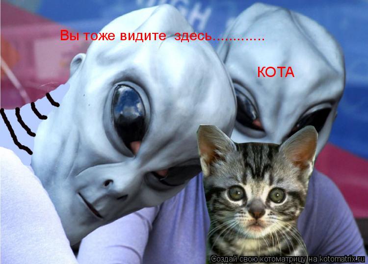 Котоматрица: Вы тоже видите  здесь.............   КОТА