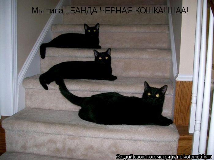Котоматрица: Мы типа...БАНДА ЧЕРНАЯ КОШКА! ШАА!