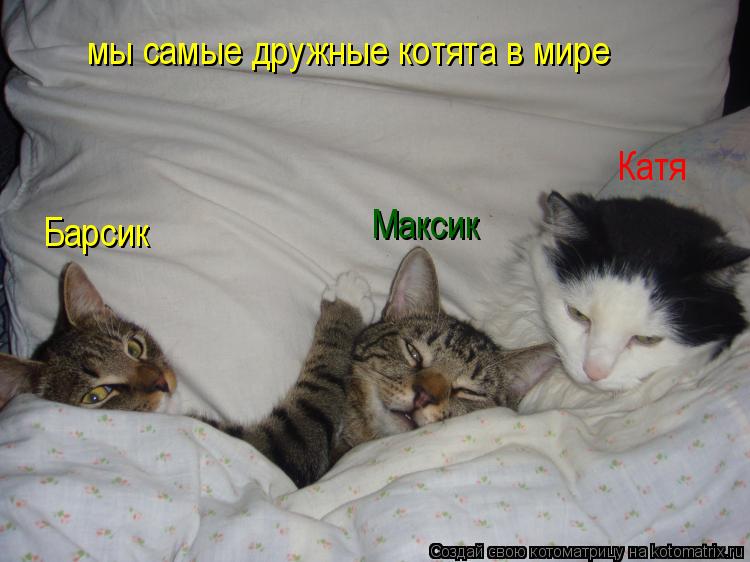 Котоматрица: мы самые дружные котята в мире     Барсик Максик Катя