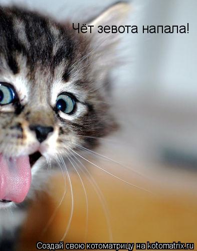 Котоматрица: Чёт зевота напала!