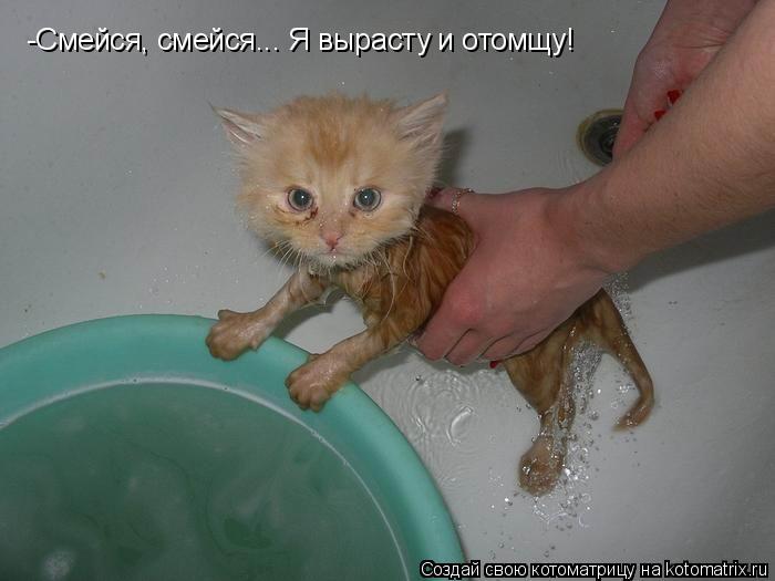 Котоматрица: -Смейся, смейся... Я вырасту и отомщу!
