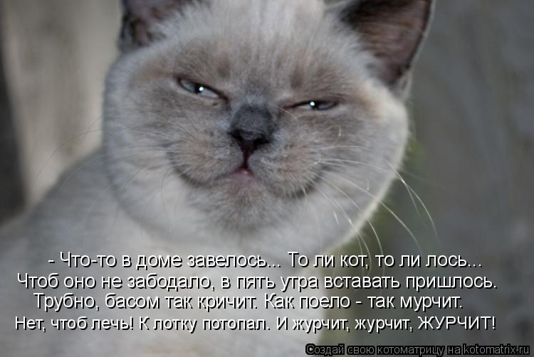 - Что-то в доме завелось... То ли кот, то ли лось... Чтоб оно не забодало, в пять утра вставать пришл... Котоматрица: - Что-то в доме завелось... То ли кот, то ли лось... Чтоб оно не забодало, в пять утра вставать пришлось. Трубно, басом так кричит. Как поело - так